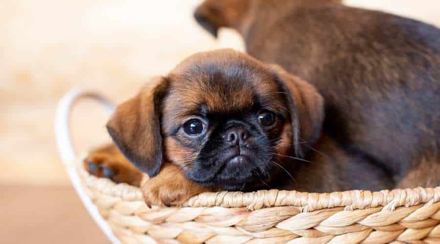 Brussels Griffon Puppies in a basket