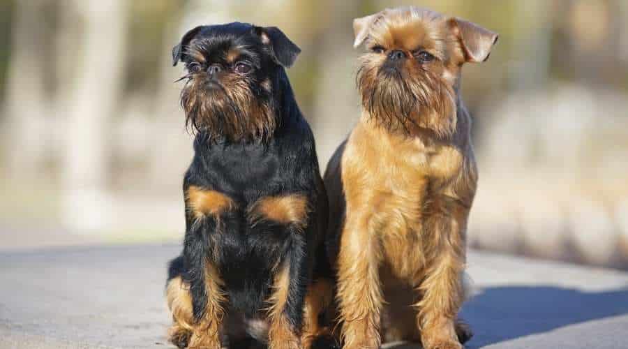 Brussels Griffon Size and Appearance 2 colors sitting next to each other