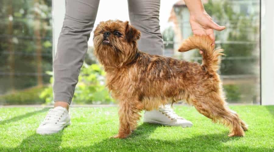 Brussels Griffon Training