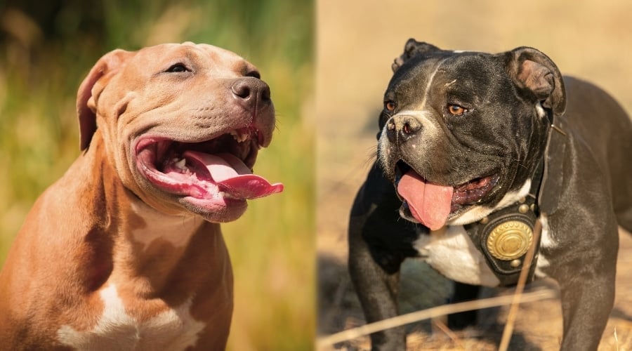 Brwon Dog and Black Dog Smiling Side by Side