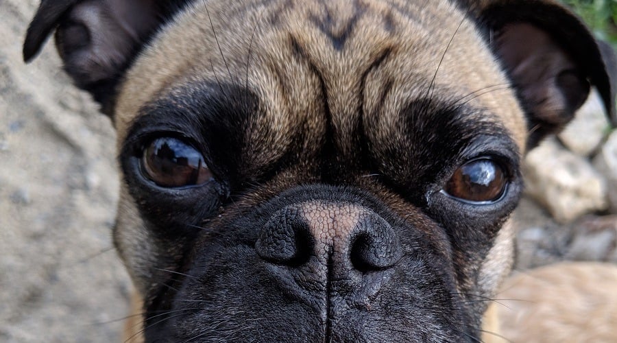 Bugg