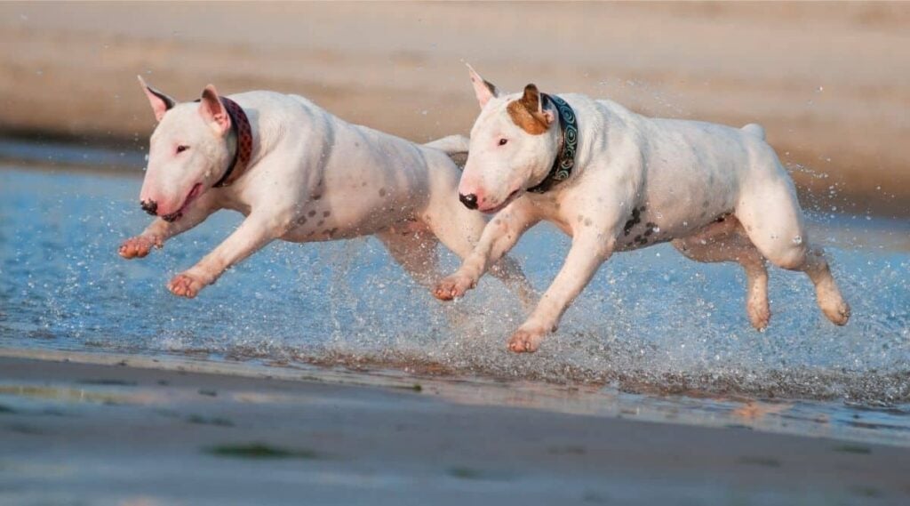 Two English Bull Terrier dogs running