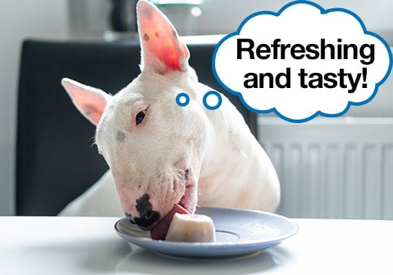 Bull Terrier Eating a Frozen Dog Treat To Cool Down
