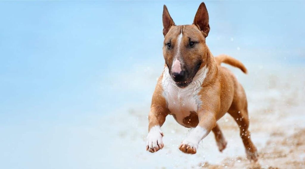 Bull Terrier running off leash.
