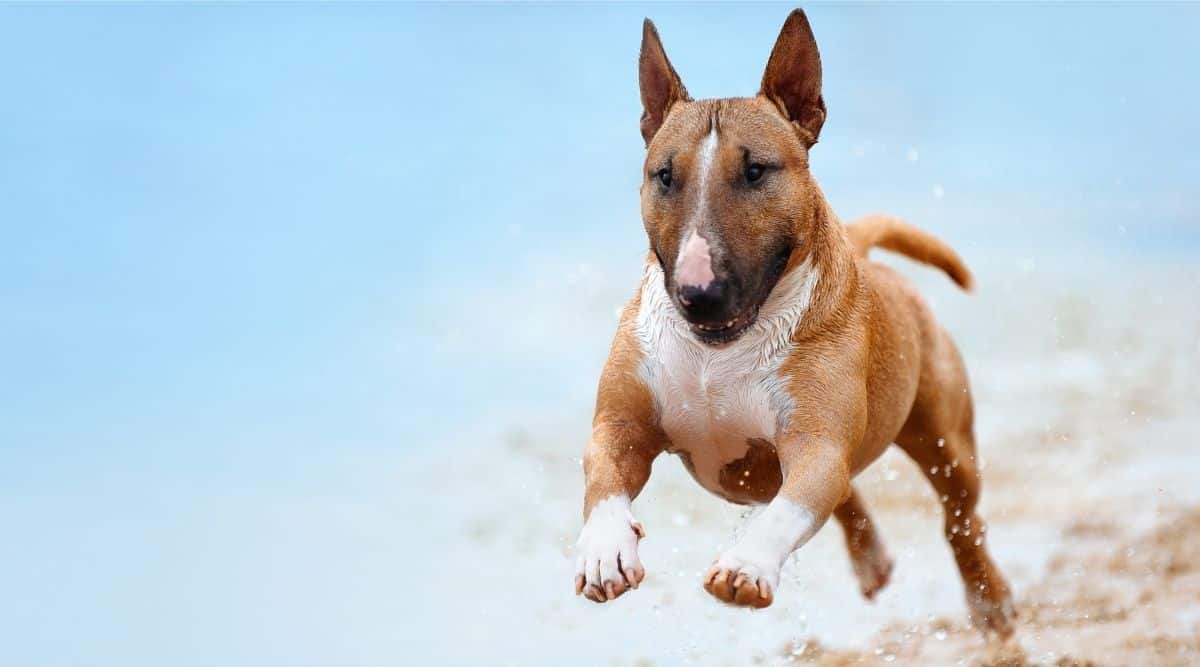 Beautiful red and white dog breed mini bull terrier running along the beach against the backdrop of water and looking at the camera close-up