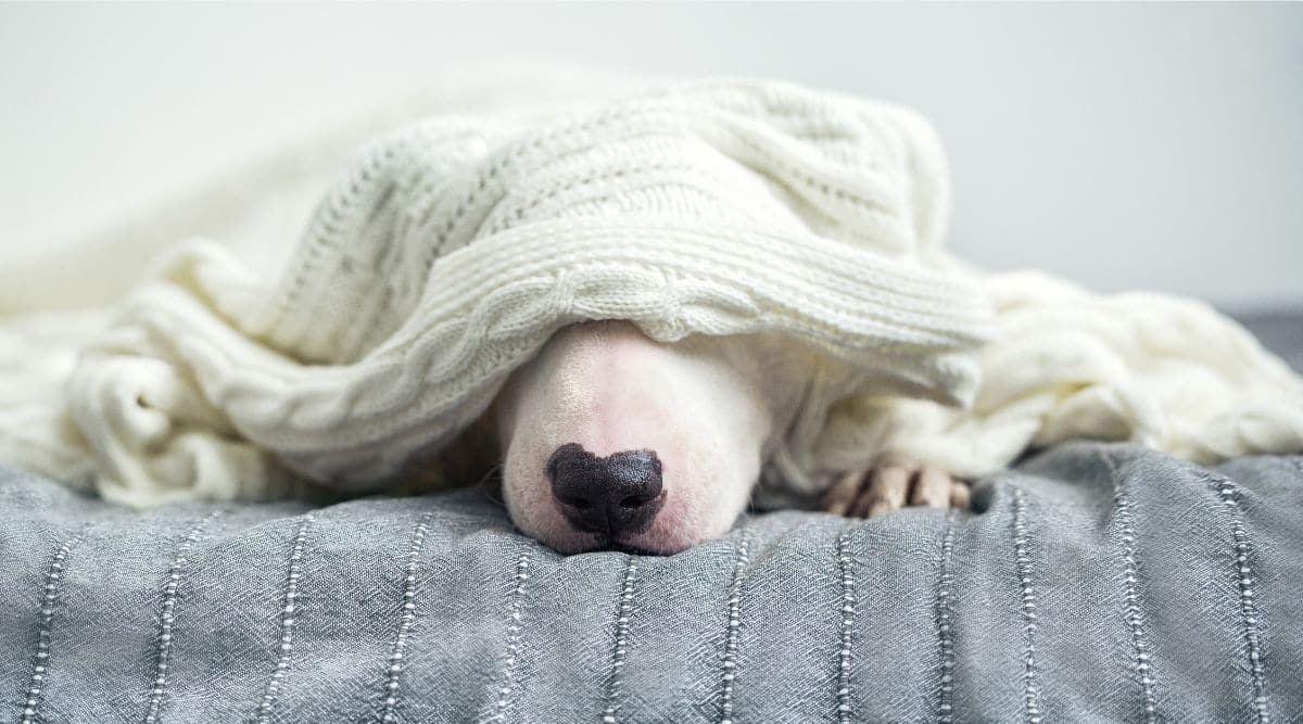 A cute tender white English bull terrier is sleeping on a bed under a white knitted blanket