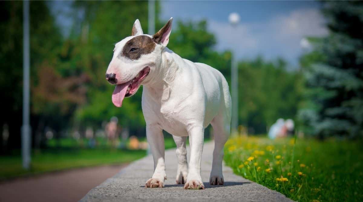 Bull Terrier on a walk outside