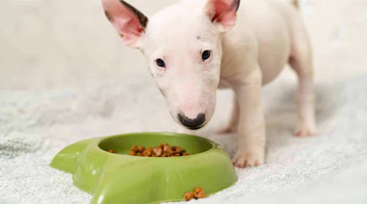 Mini Bull Terrier puppy eats special food from a green bowl