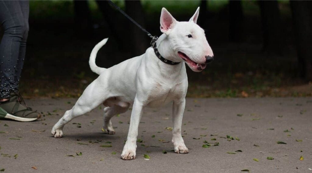 A white English Bull Terrier pulling on a leash.
