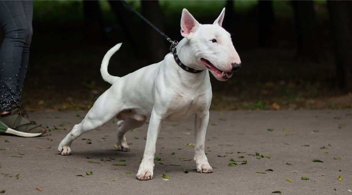 Bull Terrier Training on leash
