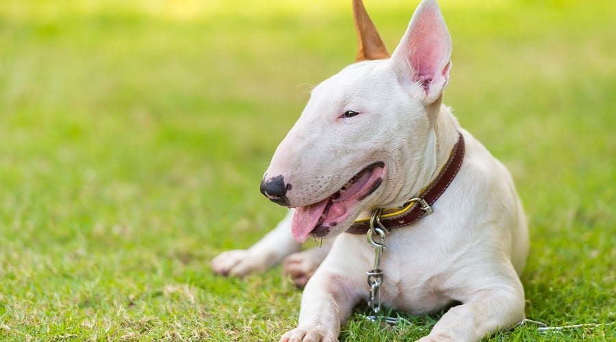Bull Terrier White Laying in Field