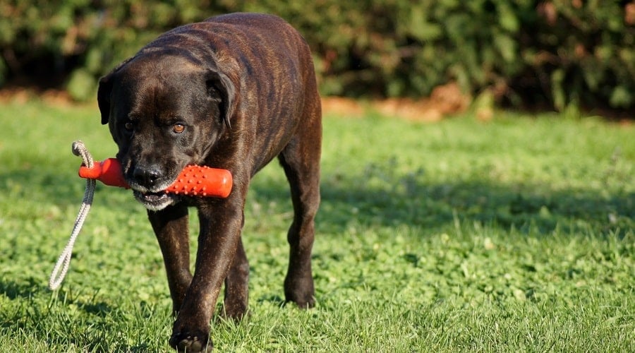 Bullador Mix
