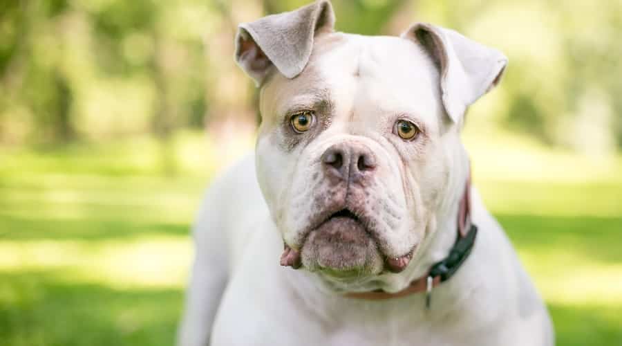 Bullaussie Mix