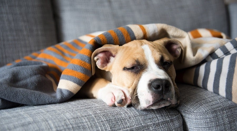 Bulldog Bassett Mix