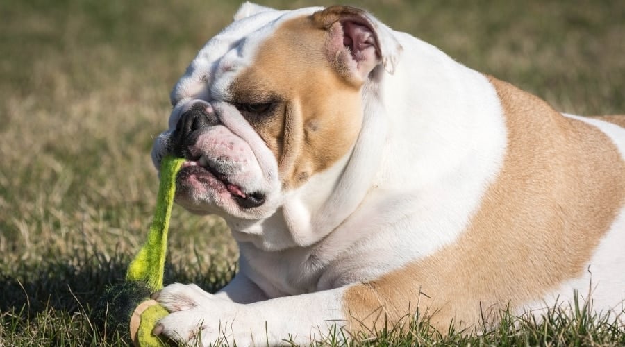 Bulldog Chewing Apart Bright Green Ball