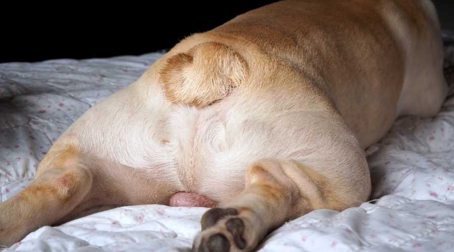 Bulldog Curly Tail