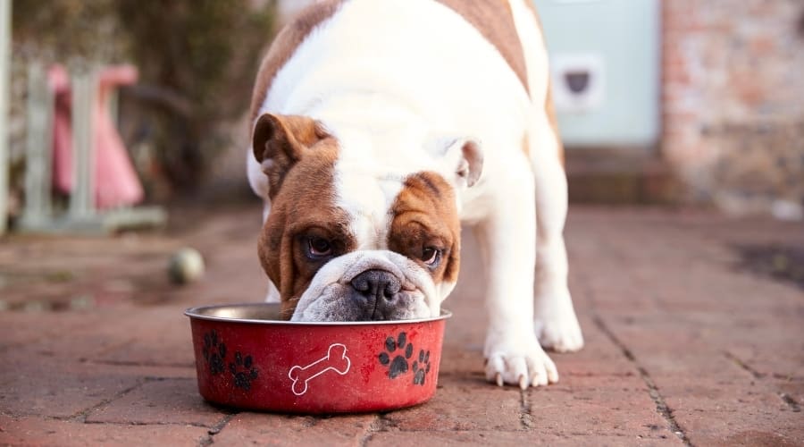 Bulldog eating from a bowl.