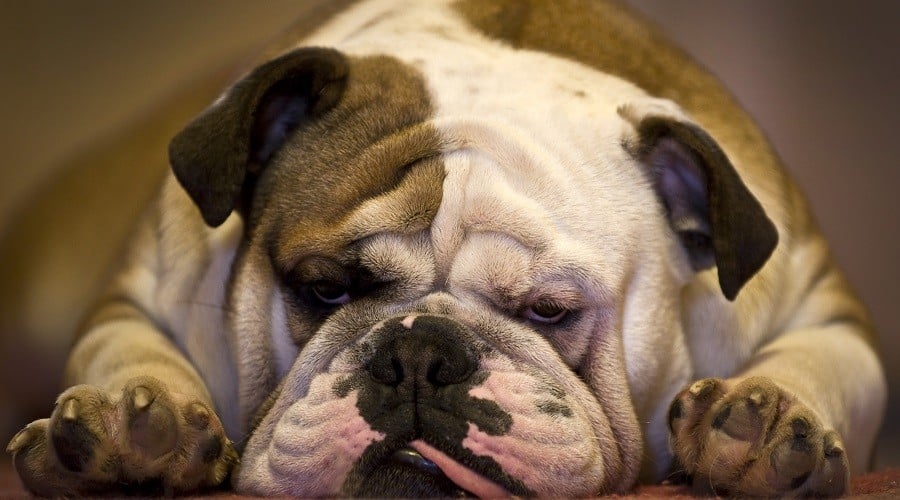 Bulldog Low Energy