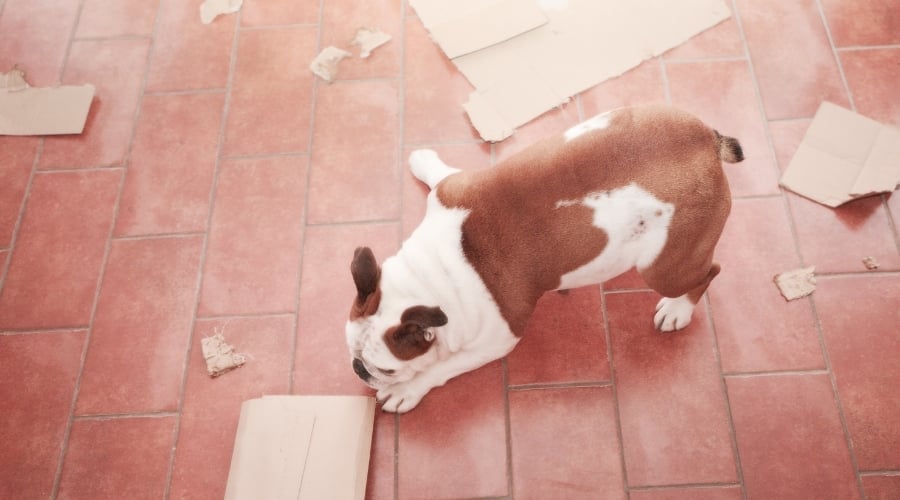 Bulldog Making a Mess