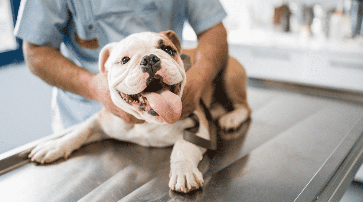 Bulldog at vet getting a checkup