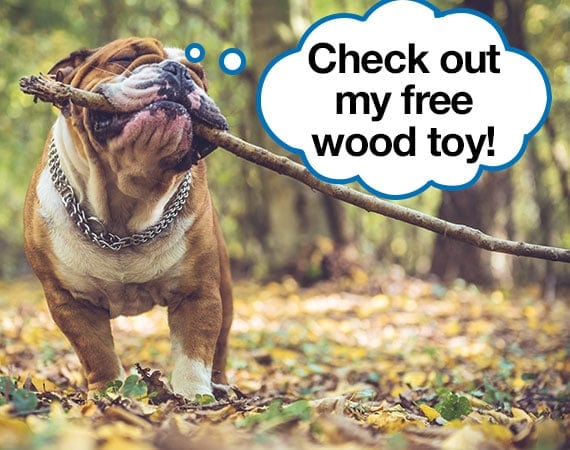 Bulldog chewing on wood in forest