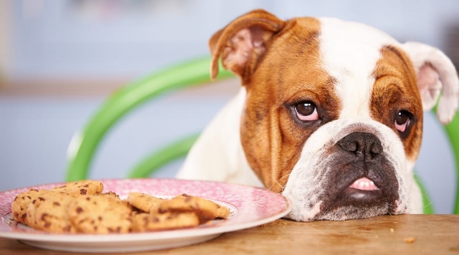 Bulldog next to Plate of Chocolate Chip Sweets.