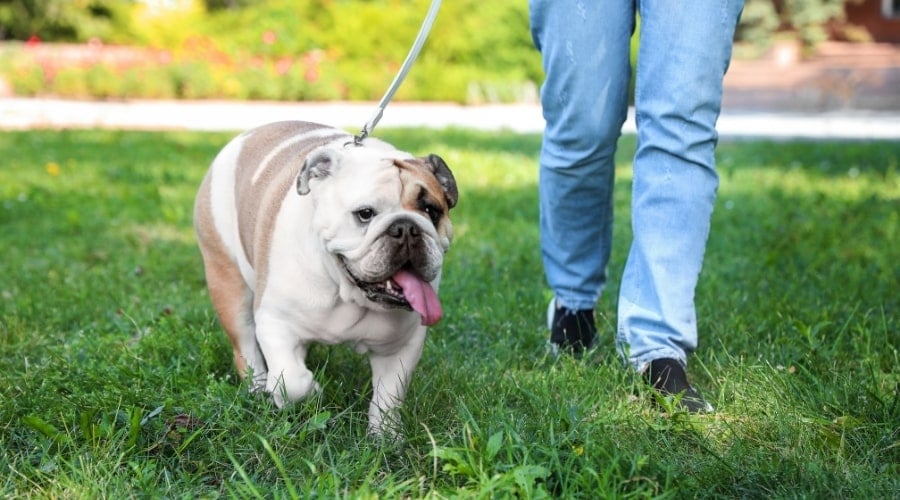 Bulldog on a Leash Walking Next to Human