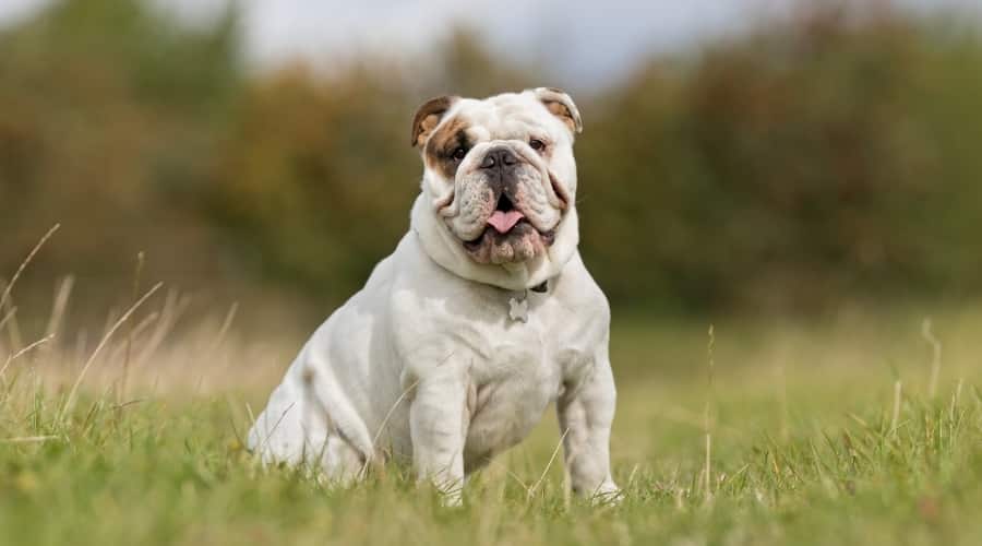 Bulldog out in Field