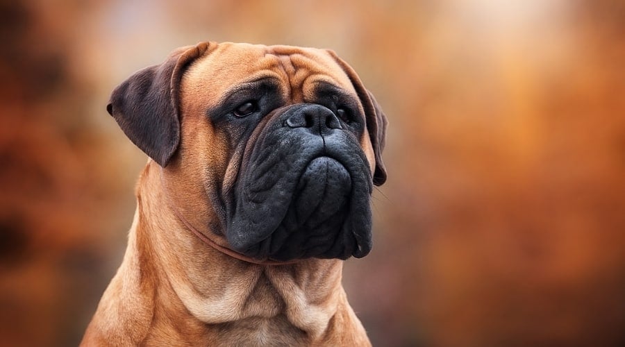 Bullmastiff Dog outdoors