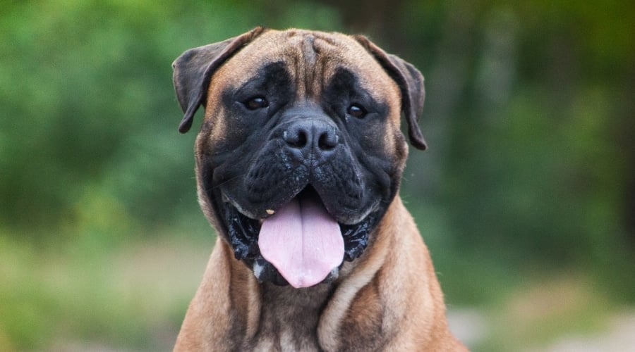 Bullmastiff Looking Around Outdoors