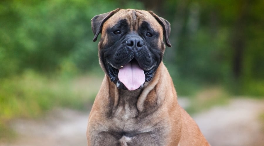Bullmastiff Looking at Camera