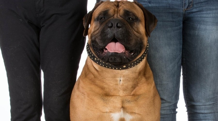 Bullmastiff Next To Humans