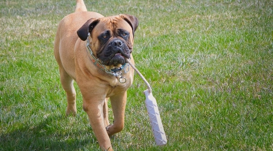 Bullmastiff playing outdoors.