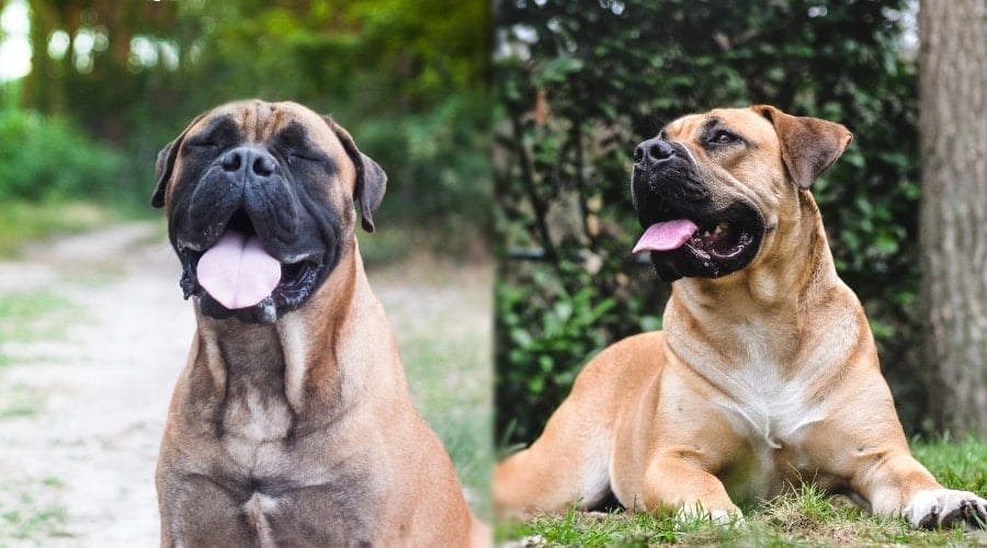Bullmastiff and Boerboel Laying Together