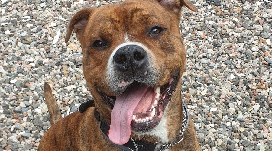 Bullweiler