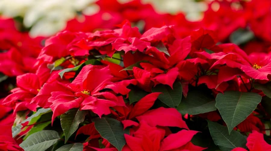 Bunch of Red Flowers