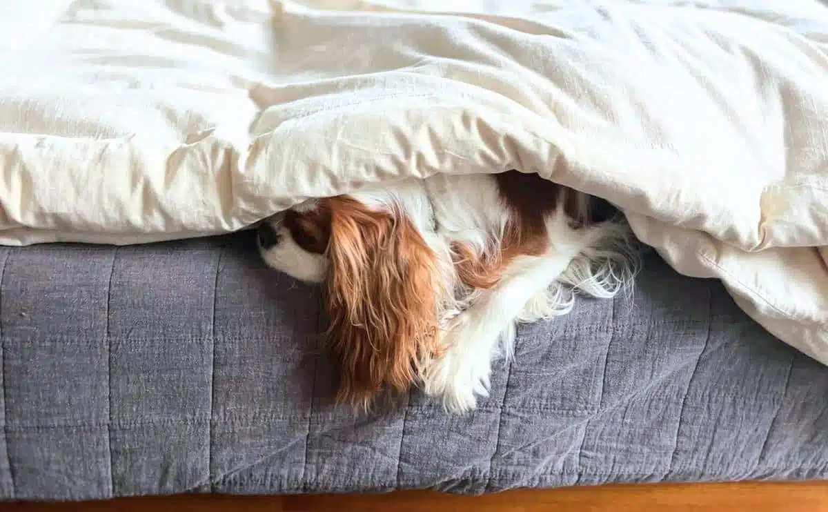 Burrower Dog Sleep Position