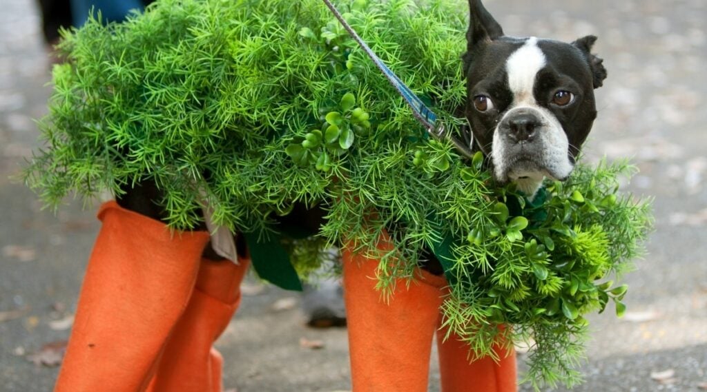 Jack Russel Terrier in fake carrot costume with orange felt around legs and plastic greenery around body