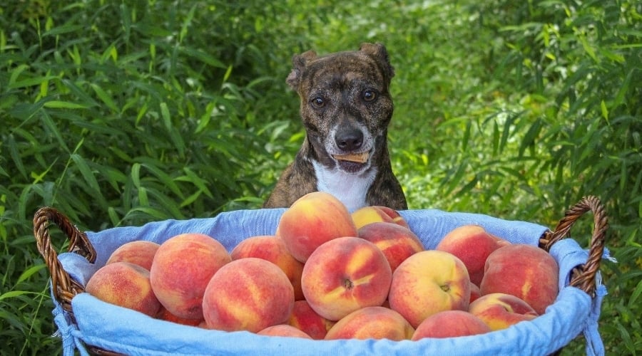 Bushel of peaches With Brindle Dog in Background.