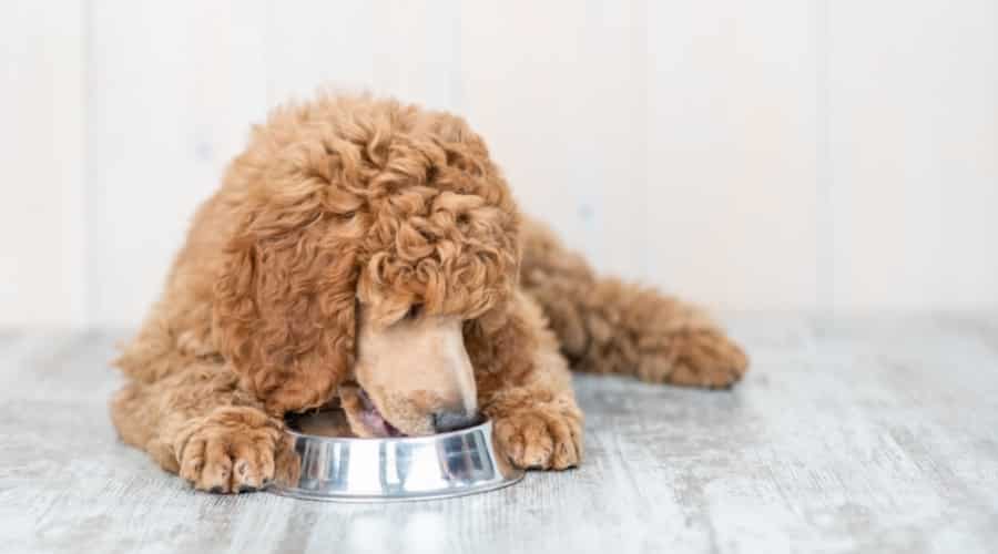 Dog lying down while eating from stainless steel bowl.