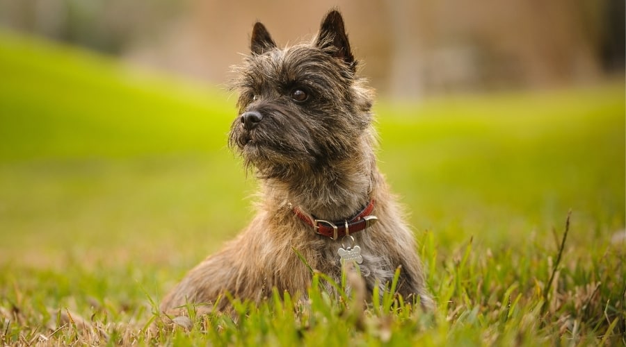 Cairn Terrier sitting outside in a field