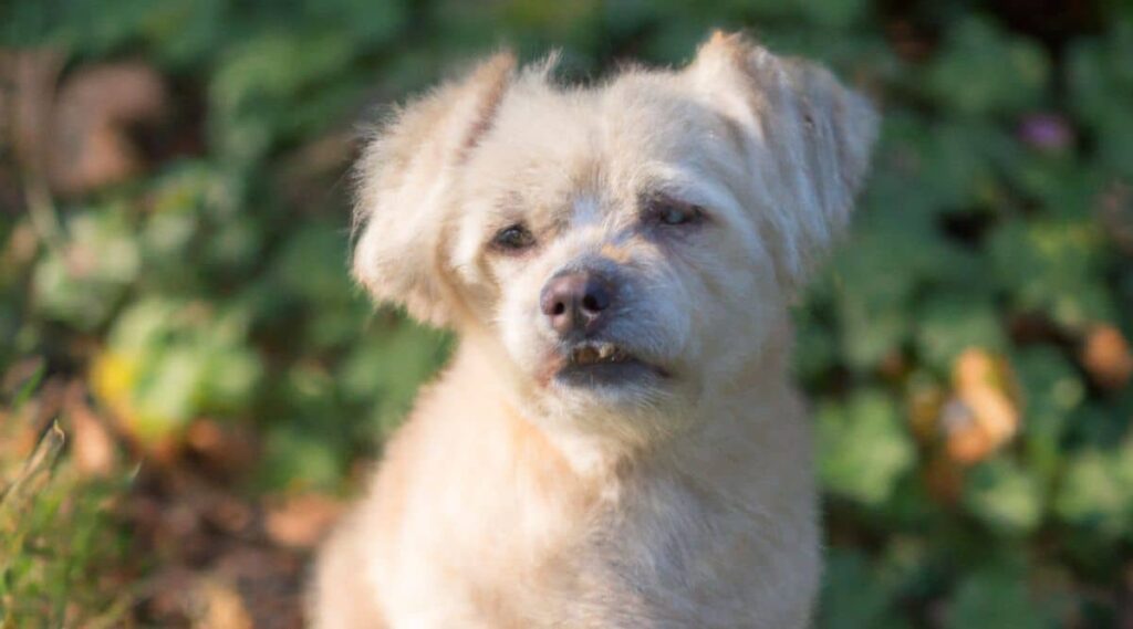 Cairn Terrier Maltese Mix rescue sitting outside