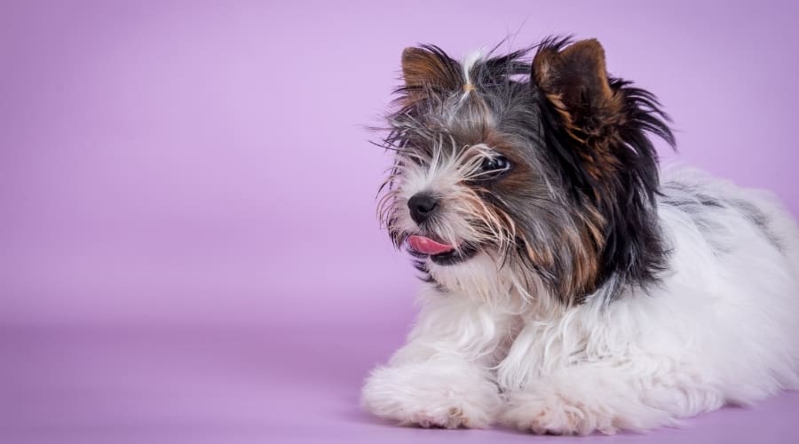 Cairn Terrier Maltese