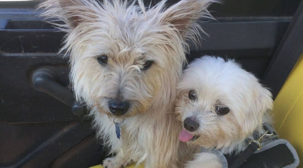 Cairn Terrier and Maltese dog sitting in a car