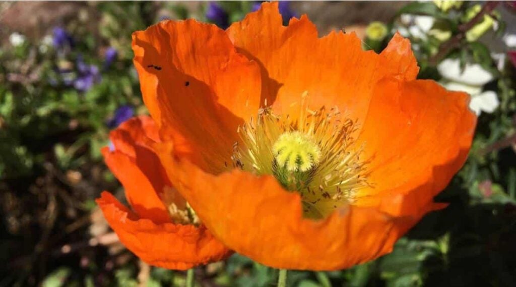 California Poppy