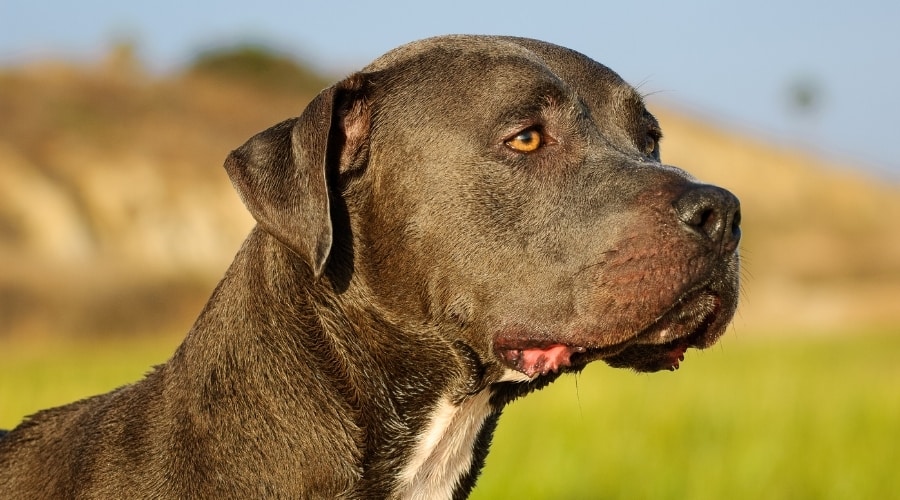 Calm Dog Outdoors