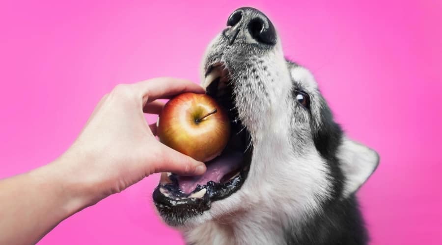 Picture of Can Dogs Eat Apple Cores? Are Apple Cores Toxic To Dogs? - Canine Journal