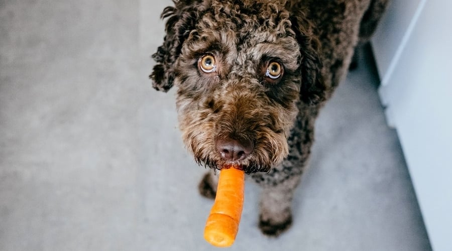 Border Collie Holding a orange in mouth.