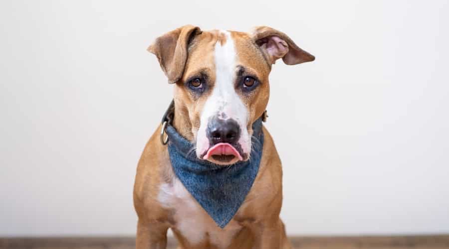 Can Dogs Eat Chickpeas Are Chickpeas Toxic To Dogs Canine Journal can-dogs-eat-chickpeas-are-chickpeas-toxic-to-dogs-canine-journal