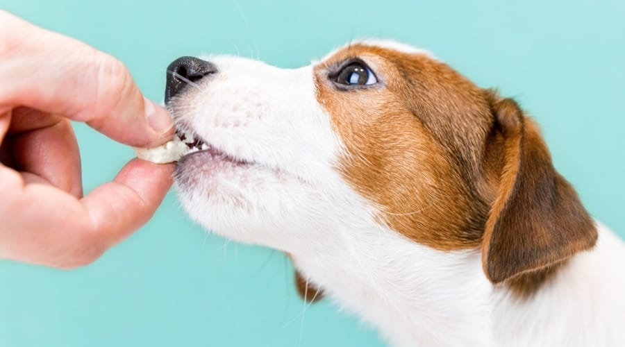 Dog Eating Cheese Curd